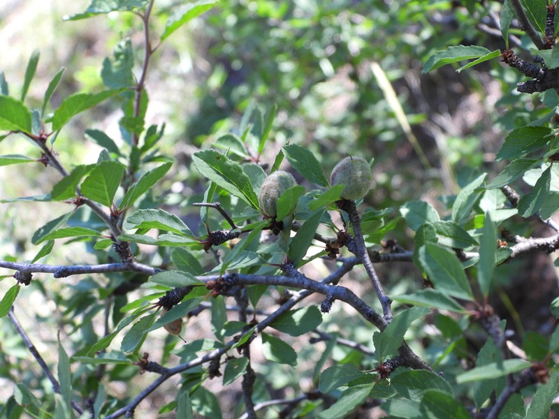 Prunus cercocarpifolia photo 4
