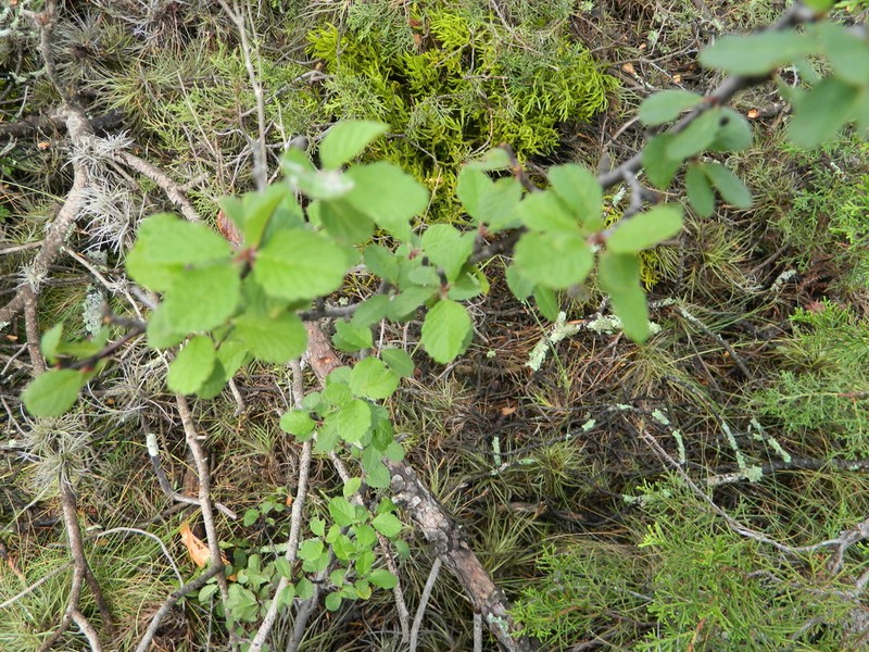 Prunus cercocarpifolia photo 5
