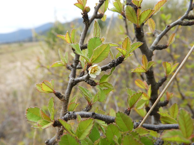 Prunus cercocarpifolia photo 6