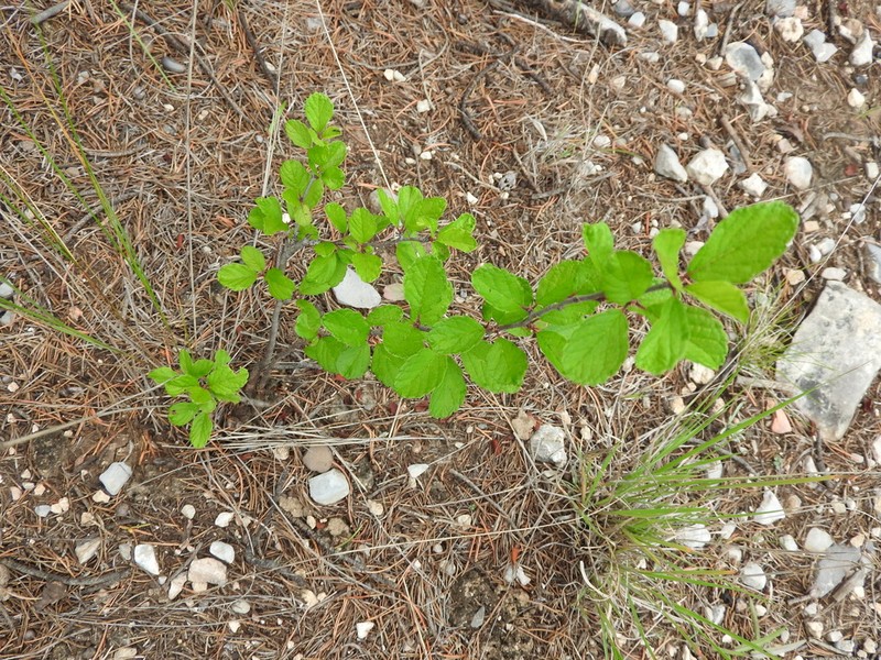 Prunus cercocarpifolia photo 7
