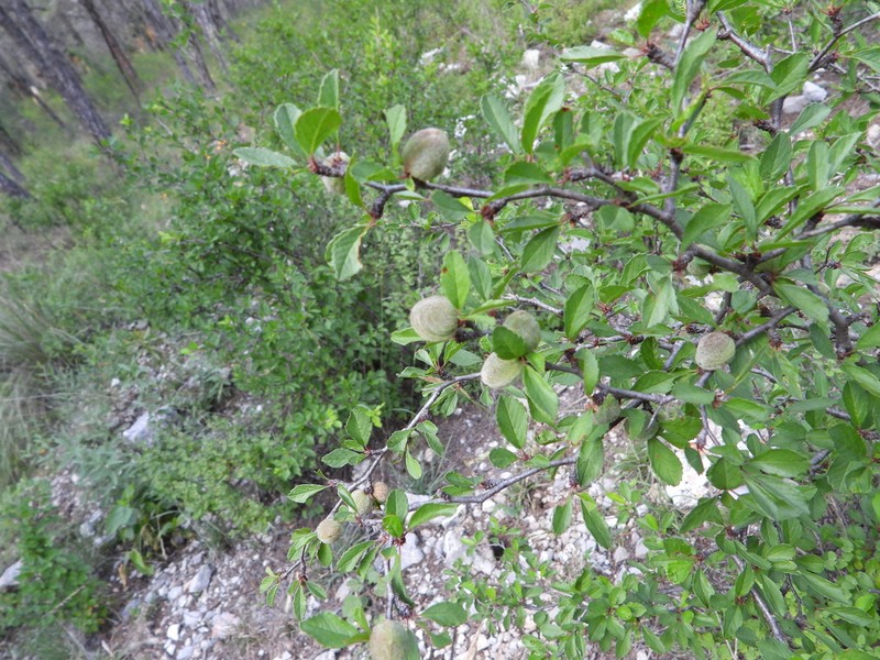 Prunus cercocarpifolia photo 8
