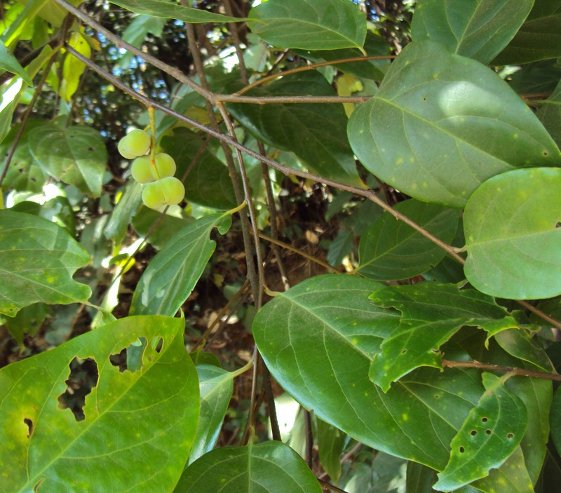 Prunus ceylanica