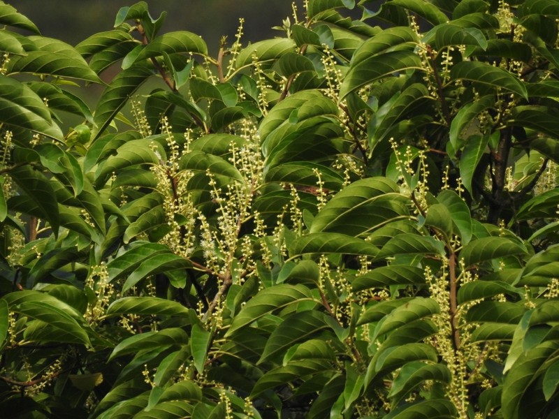 Prunus ceylanica photo 2