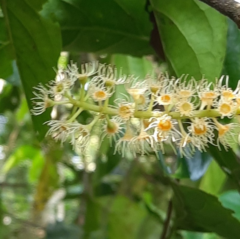 Prunus ceylanica photo 5