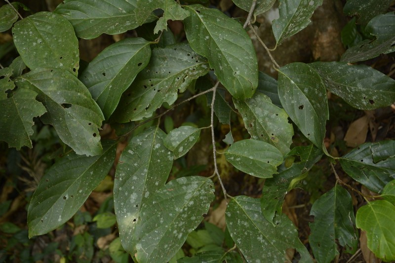Prunus ceylanica photo 6