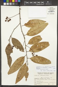 Prunus chamissoana