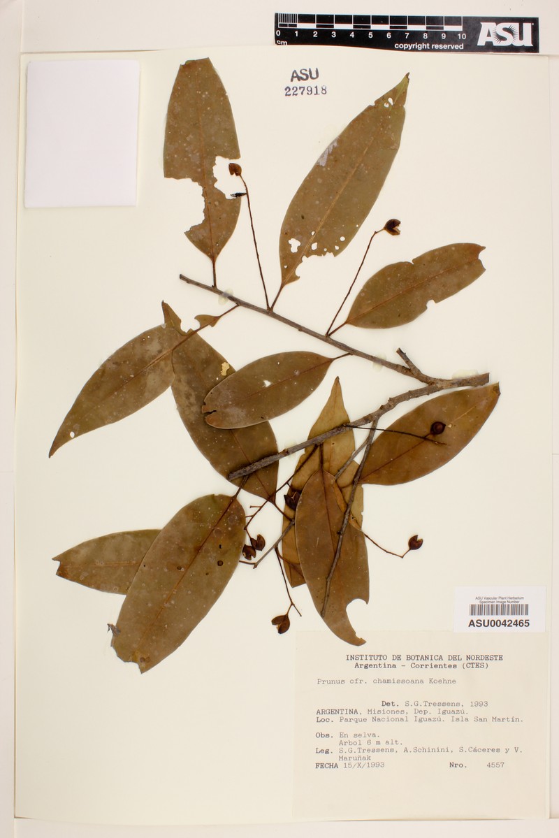 Prunus chamissoana photo 2