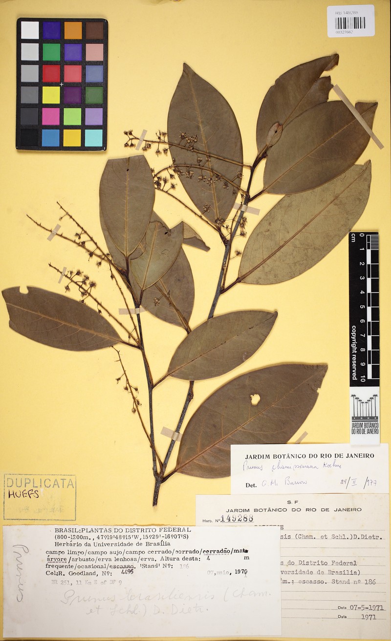 Prunus chamissoana photo 3