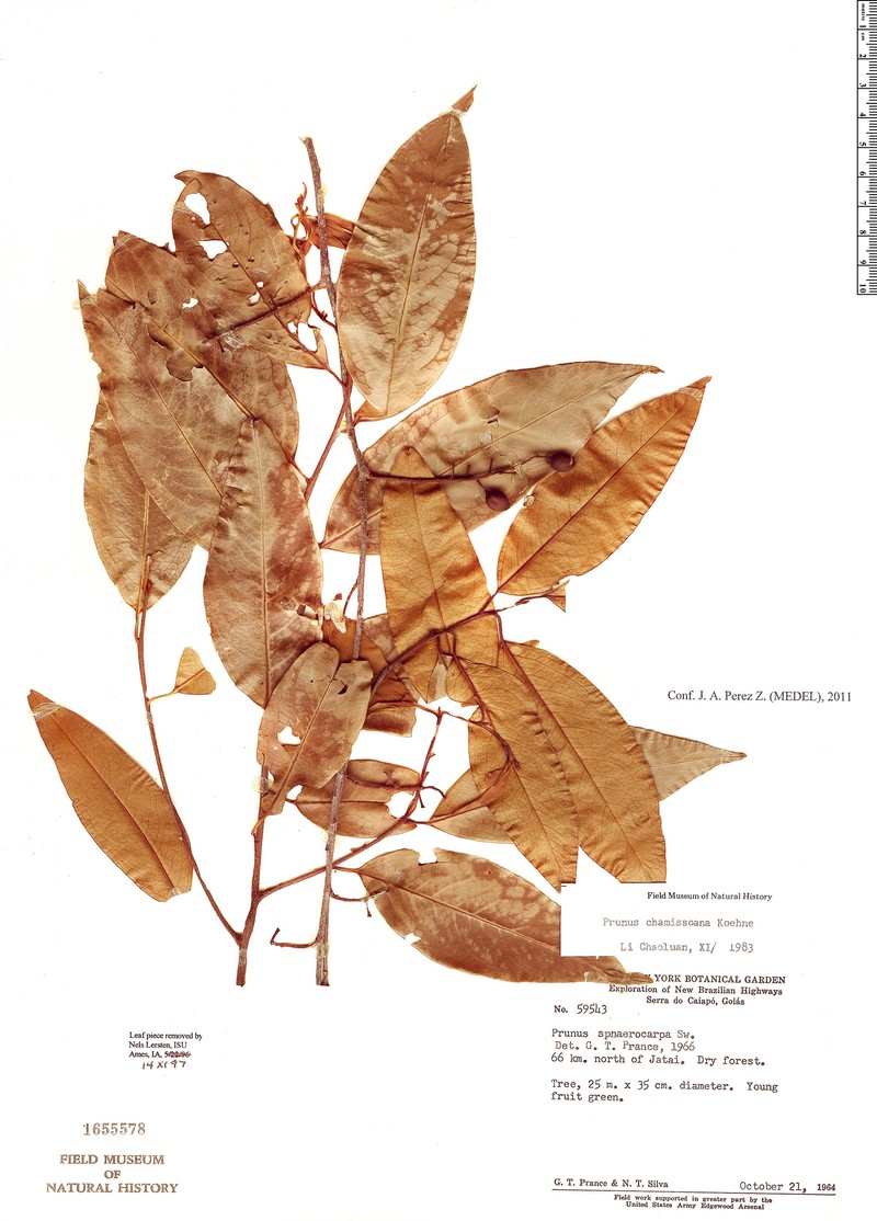 Prunus chamissoana photo 4
