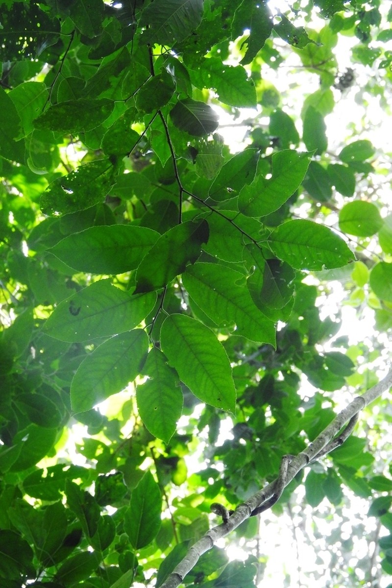 Prunus chiapensis