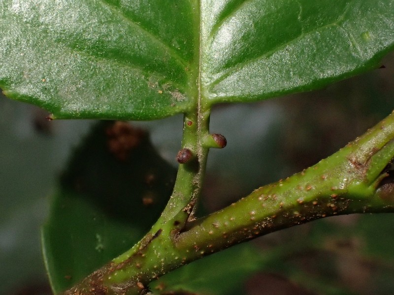 Prunus chiapensis photo 3