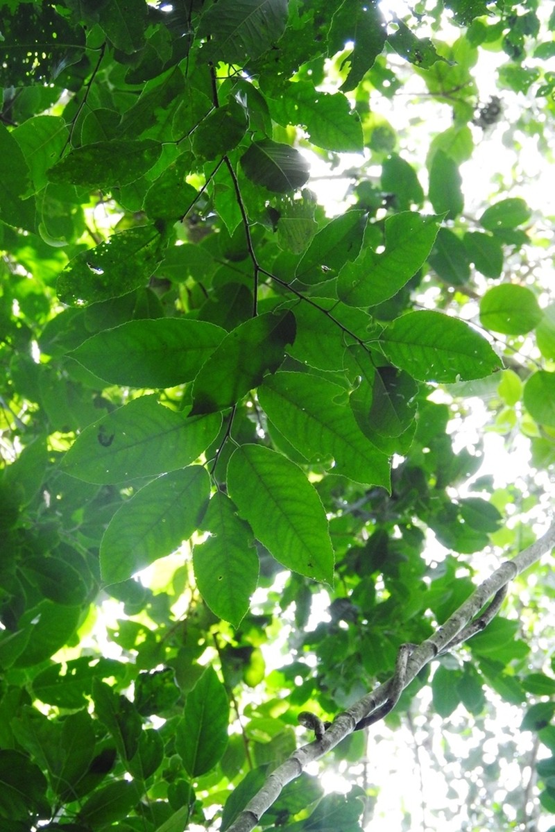 Prunus chiapensis photo 5