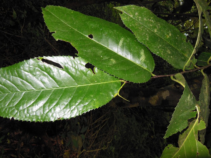 Prunus chiapensis photo 6