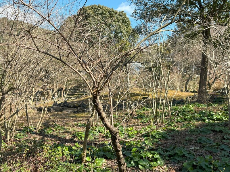 Prunus choreiana