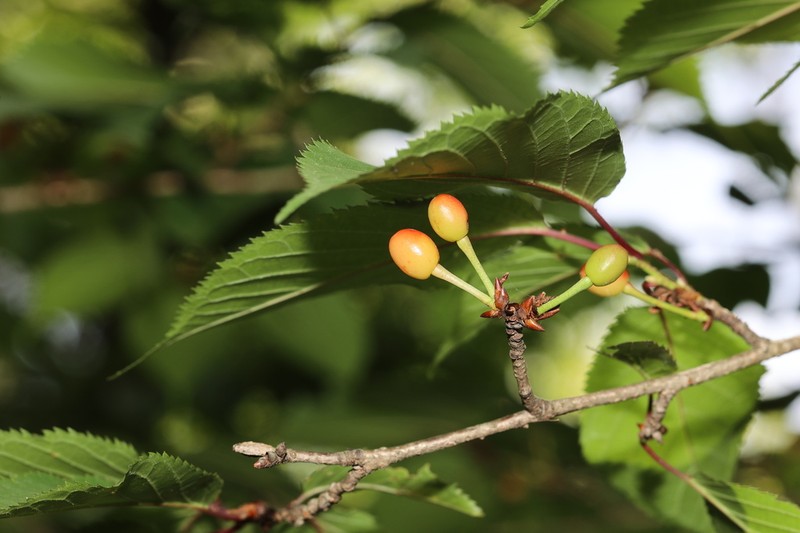 Prunus clarofolia