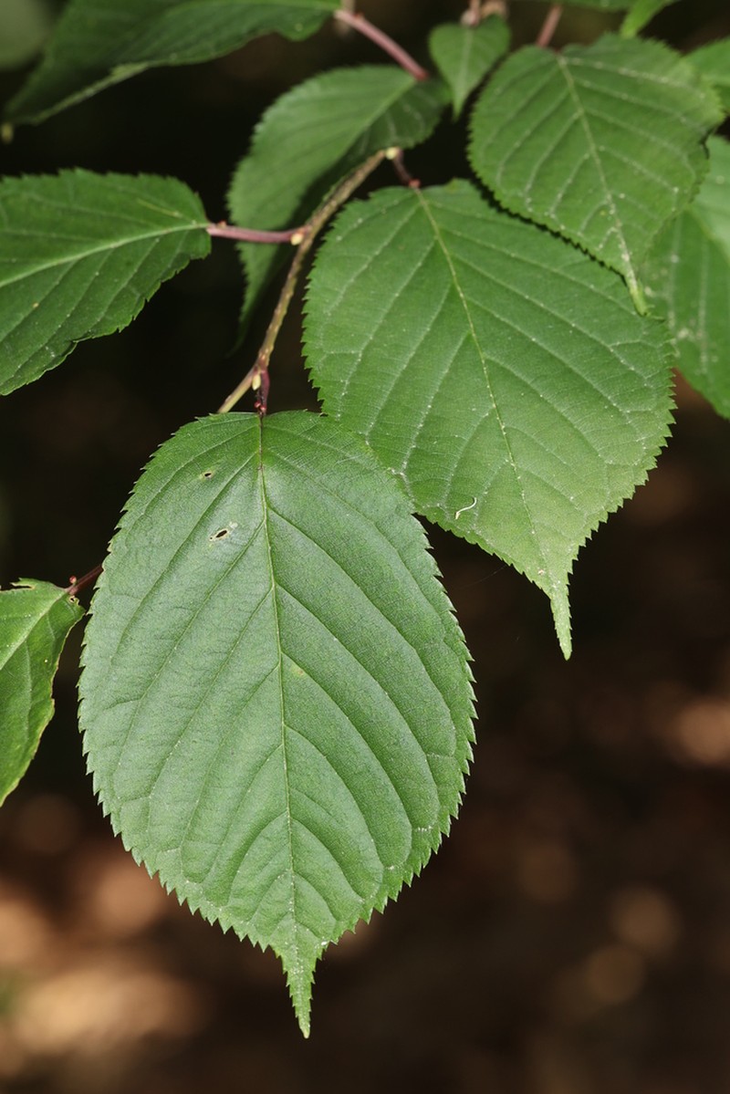 Prunus clarofolia photo 2