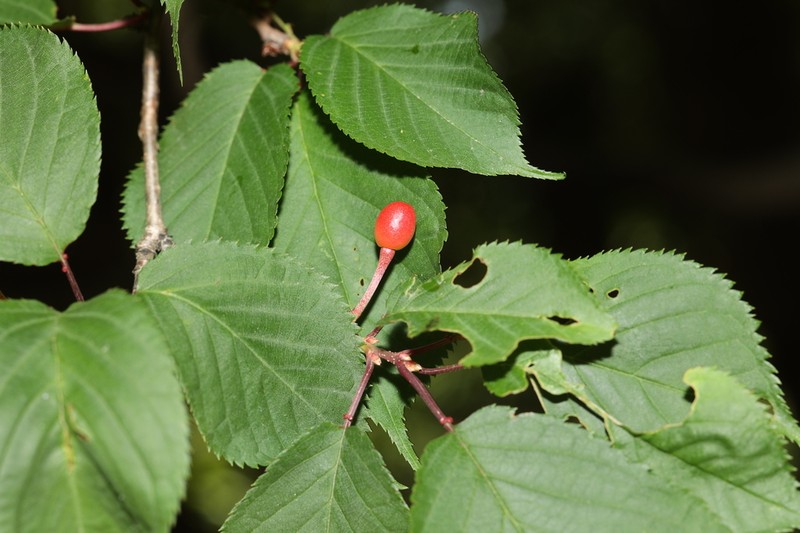 Prunus clarofolia photo 4