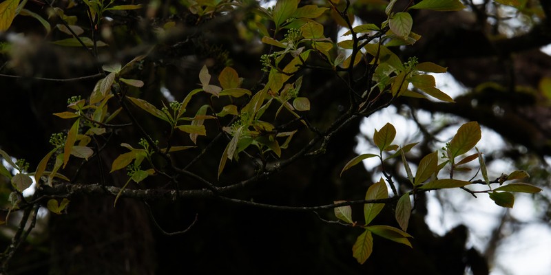 Prunus clarofolia photo 5