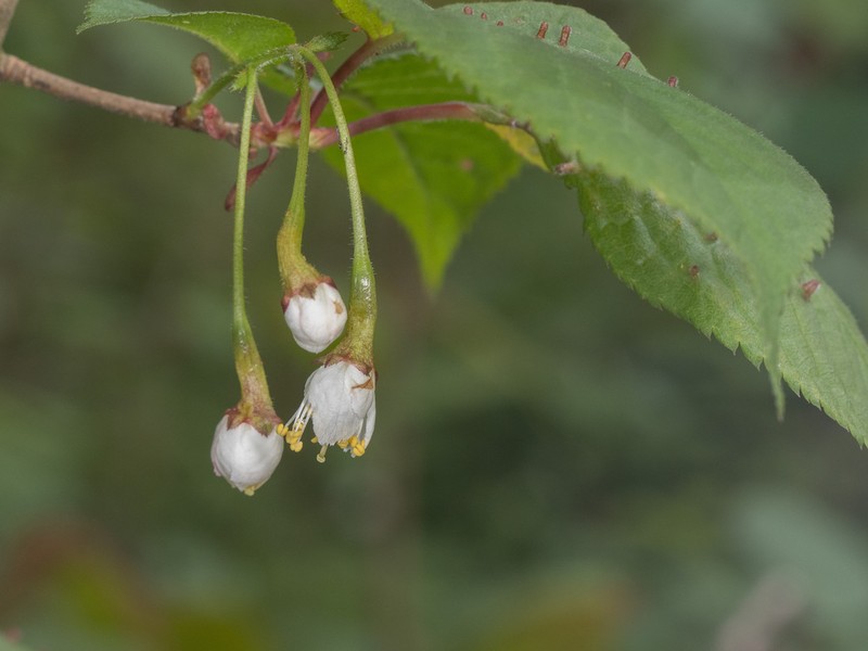 Prunus clarofolia photo 6