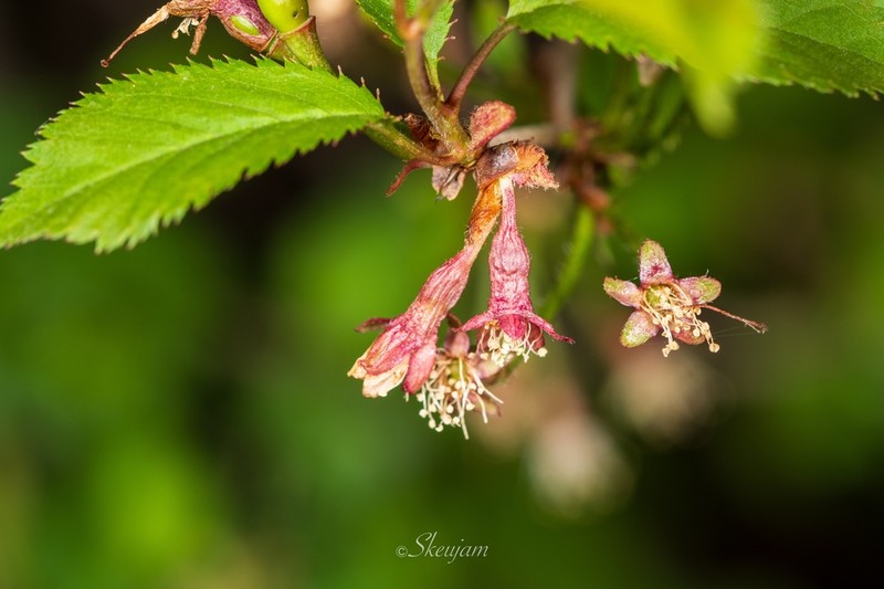 Prunus clarofolia photo 7