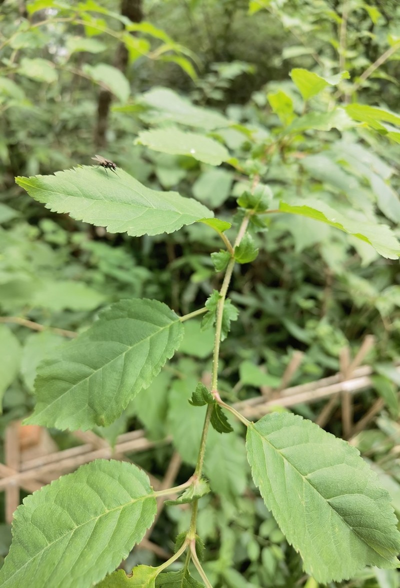 Prunus clarofolia photo 8