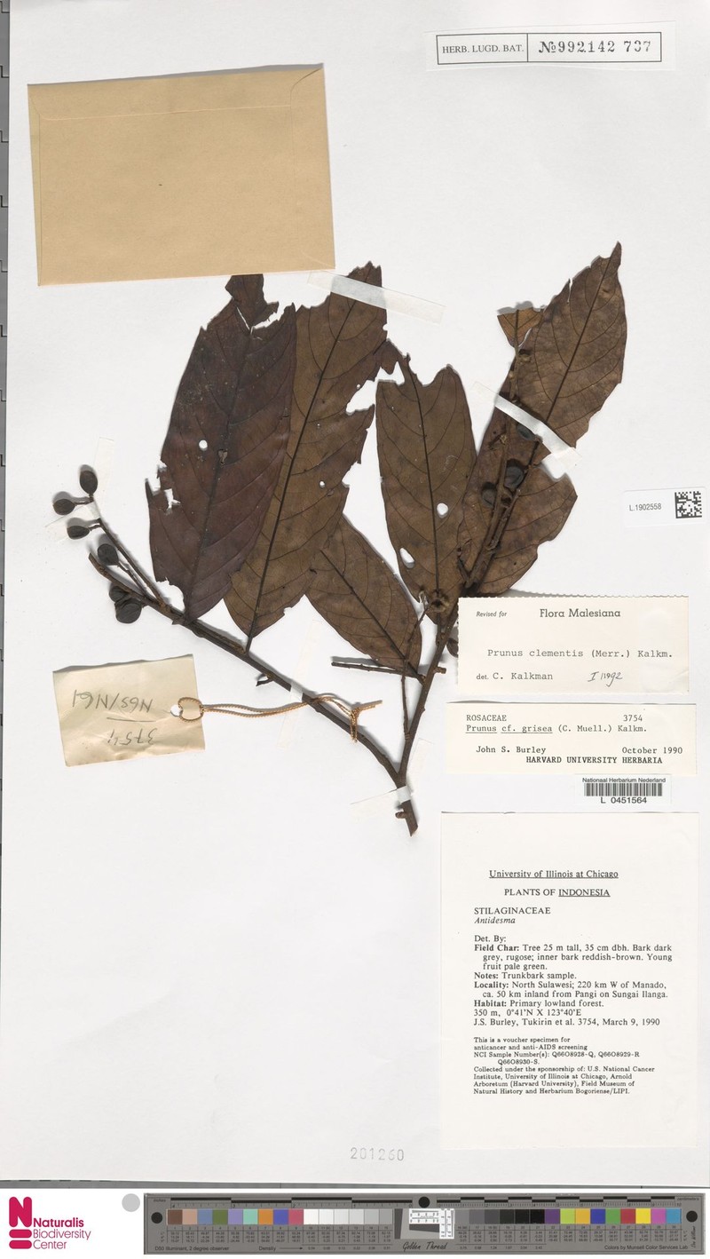 Prunus clementis