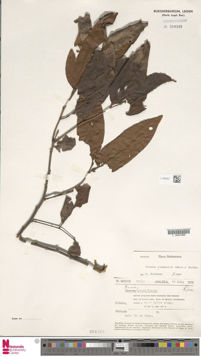 Prunus clementis photo 2