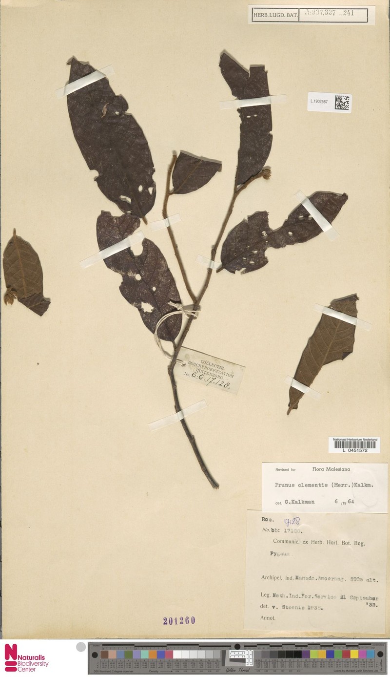 Prunus clementis photo 4