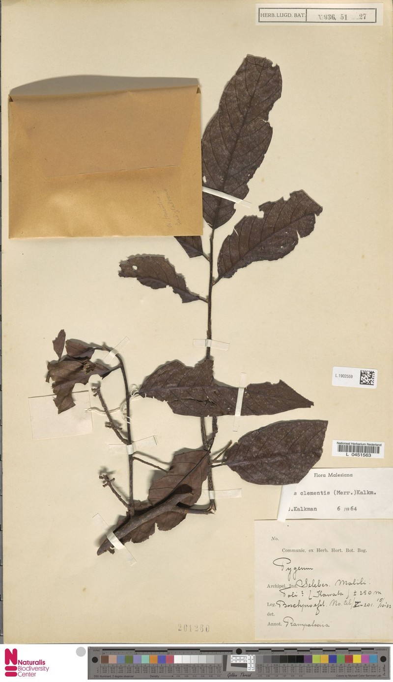 Prunus clementis photo 5