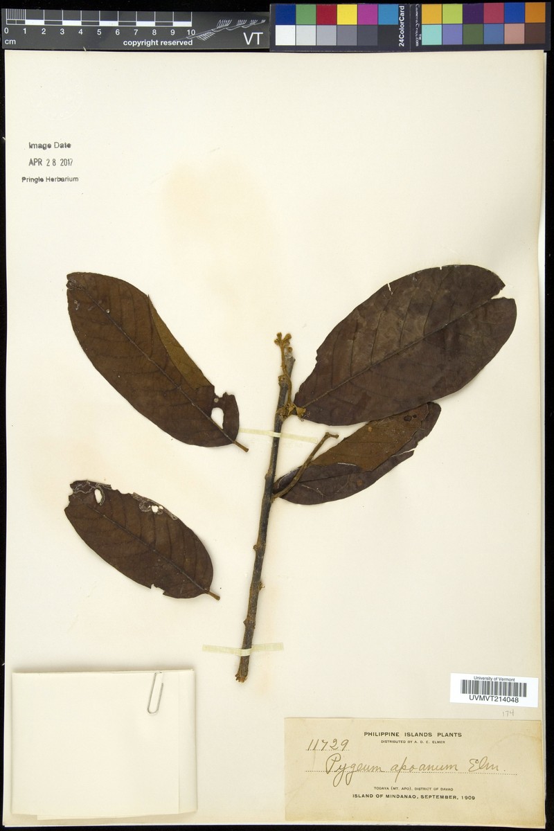 Prunus clementis photo 8