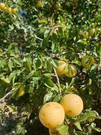 Prunus cocomilia