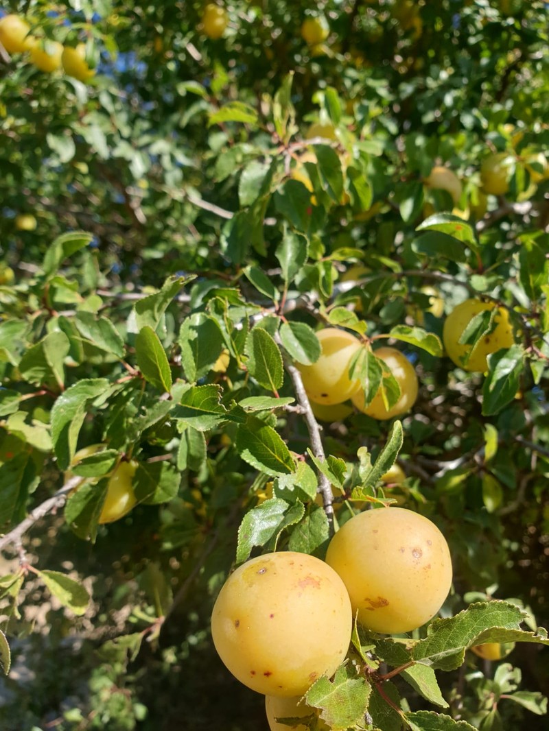 Prunus cocomilia