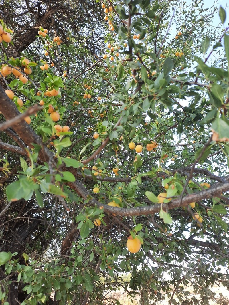Prunus cocomilia photo 2