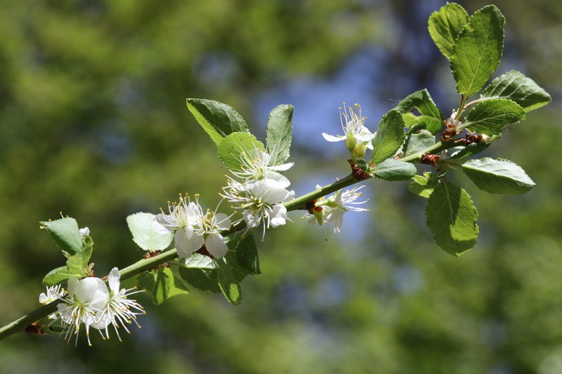 Prunus cocomilia photo 3