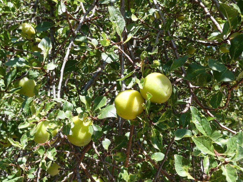 Prunus cocomilia photo 4