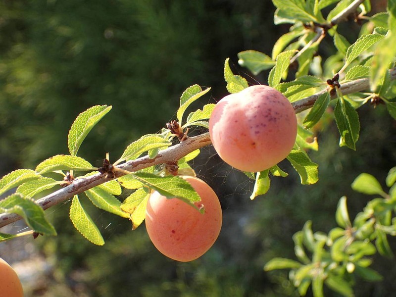 Prunus cocomilia photo 5