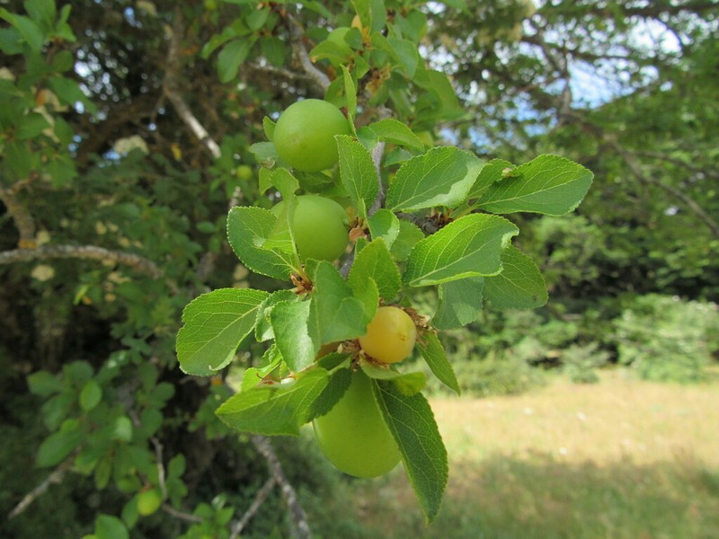Prunus cocomilia photo 6