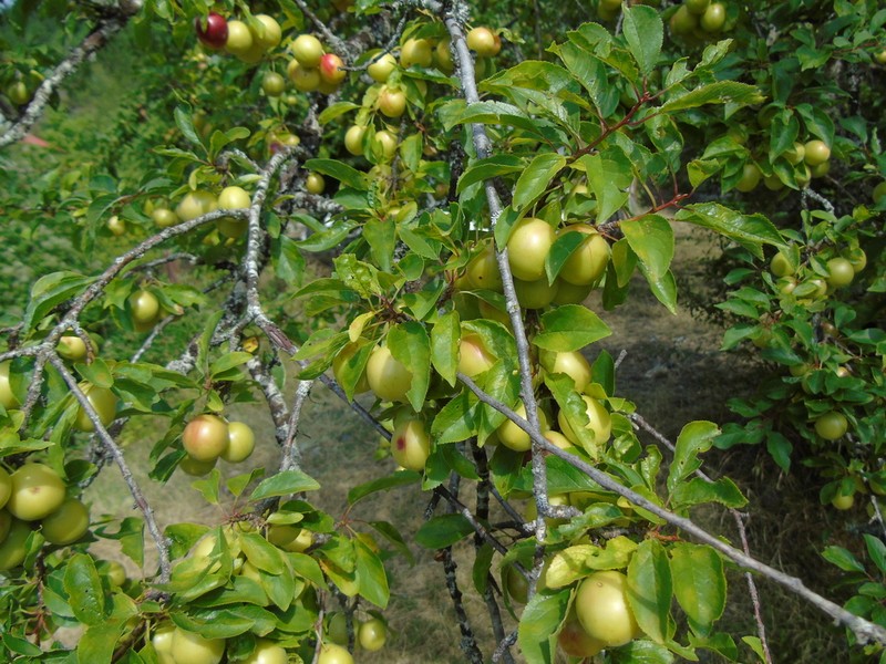 Prunus cocomilia photo 7