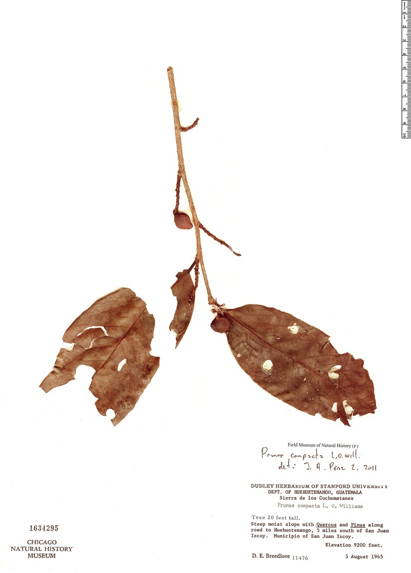 Prunus compacta