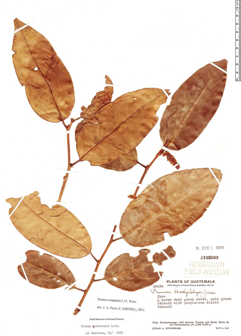 Prunus compacta photo 2
