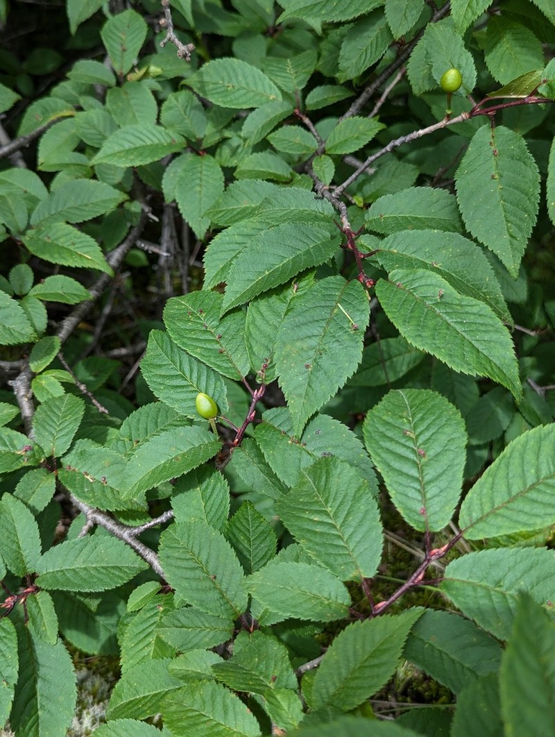 Prunus conadenia