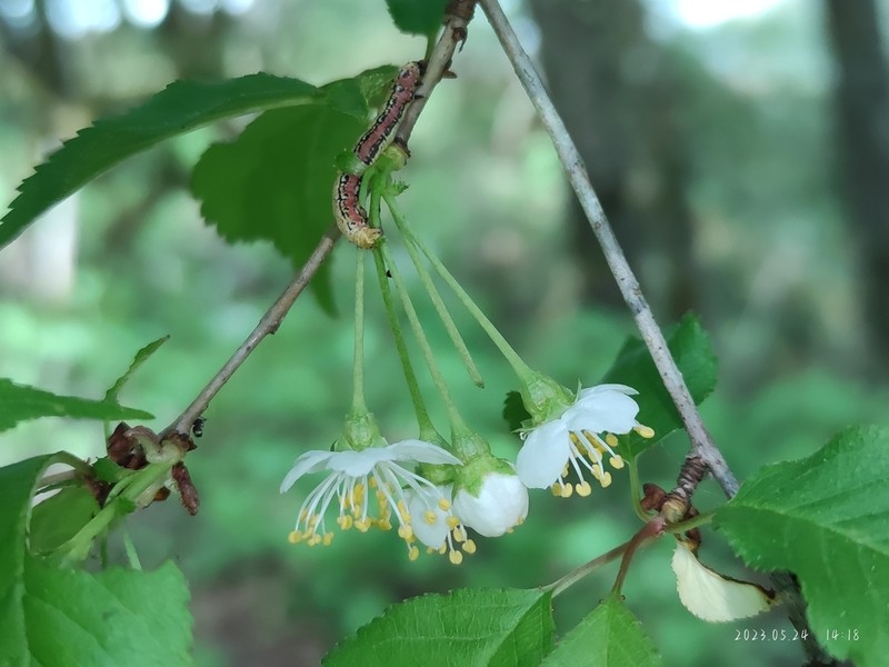 Prunus conadenia photo 3