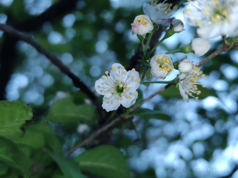 Prunus conadenia photo 4