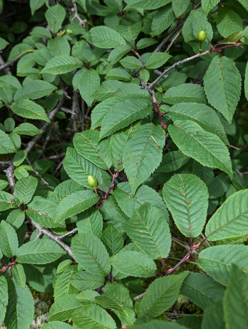 Prunus conadenia photo 5
