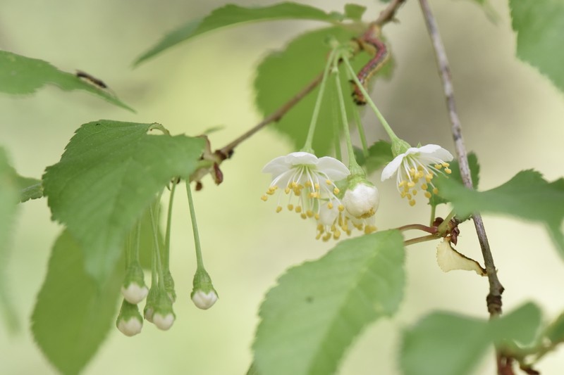 Prunus conadenia photo 6