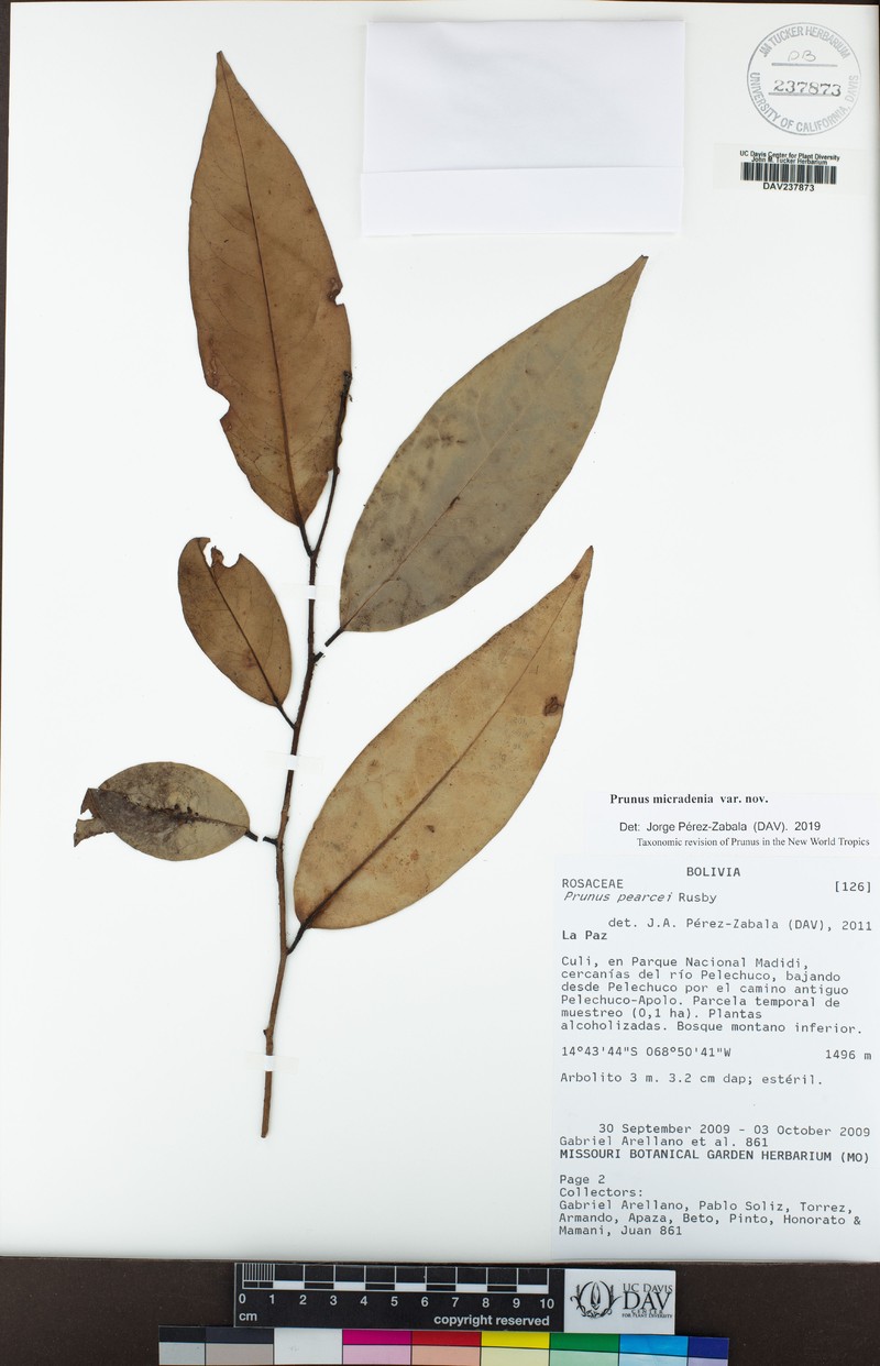 Prunus conadenia photo 7