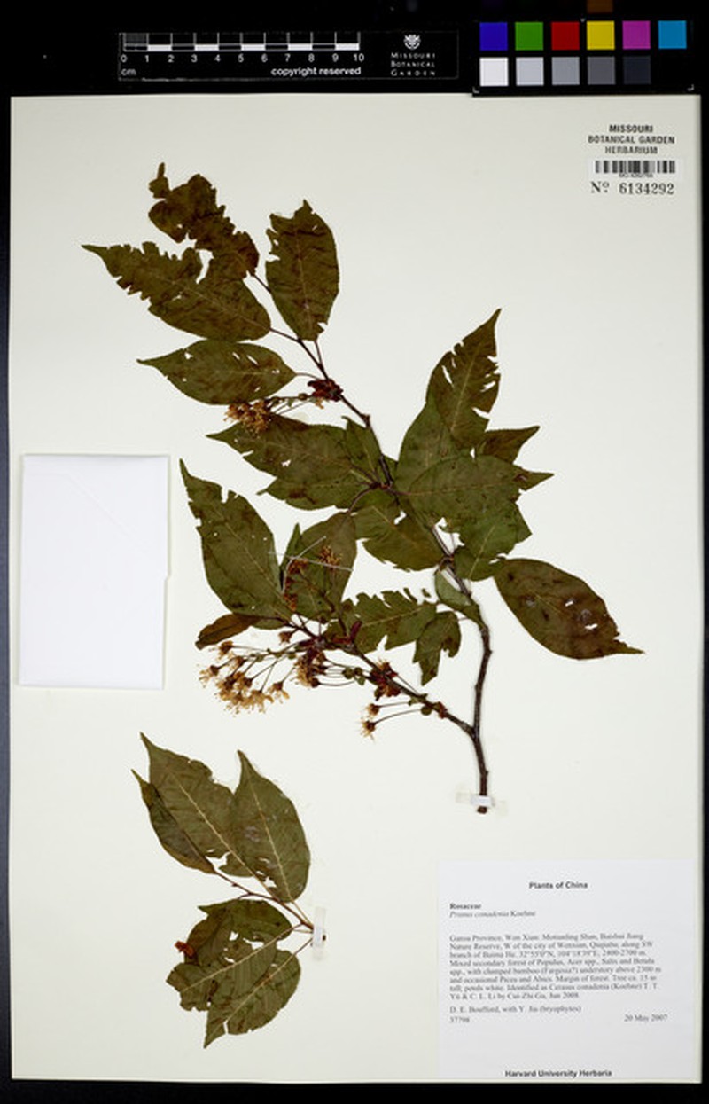 Prunus conadenia photo 8
