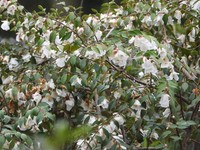 Prunus conradinae