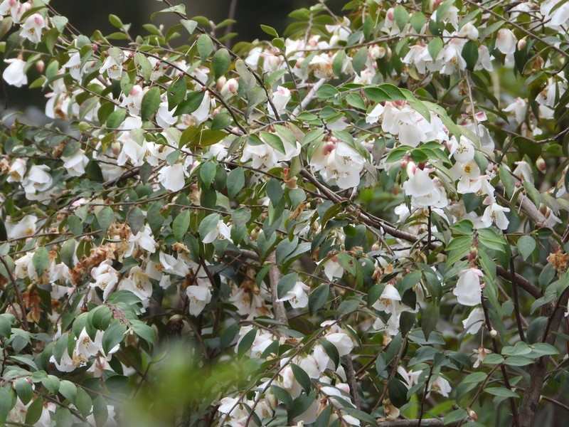 Prunus conradinae