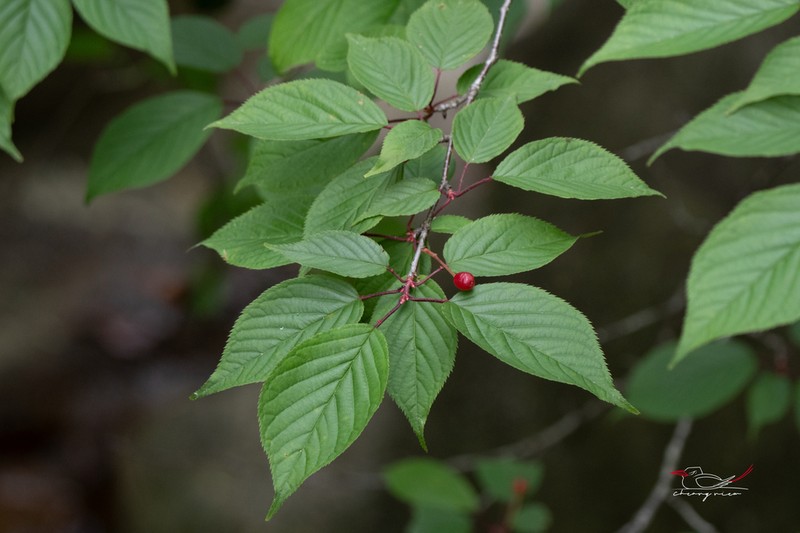 Prunus conradinae photo 2